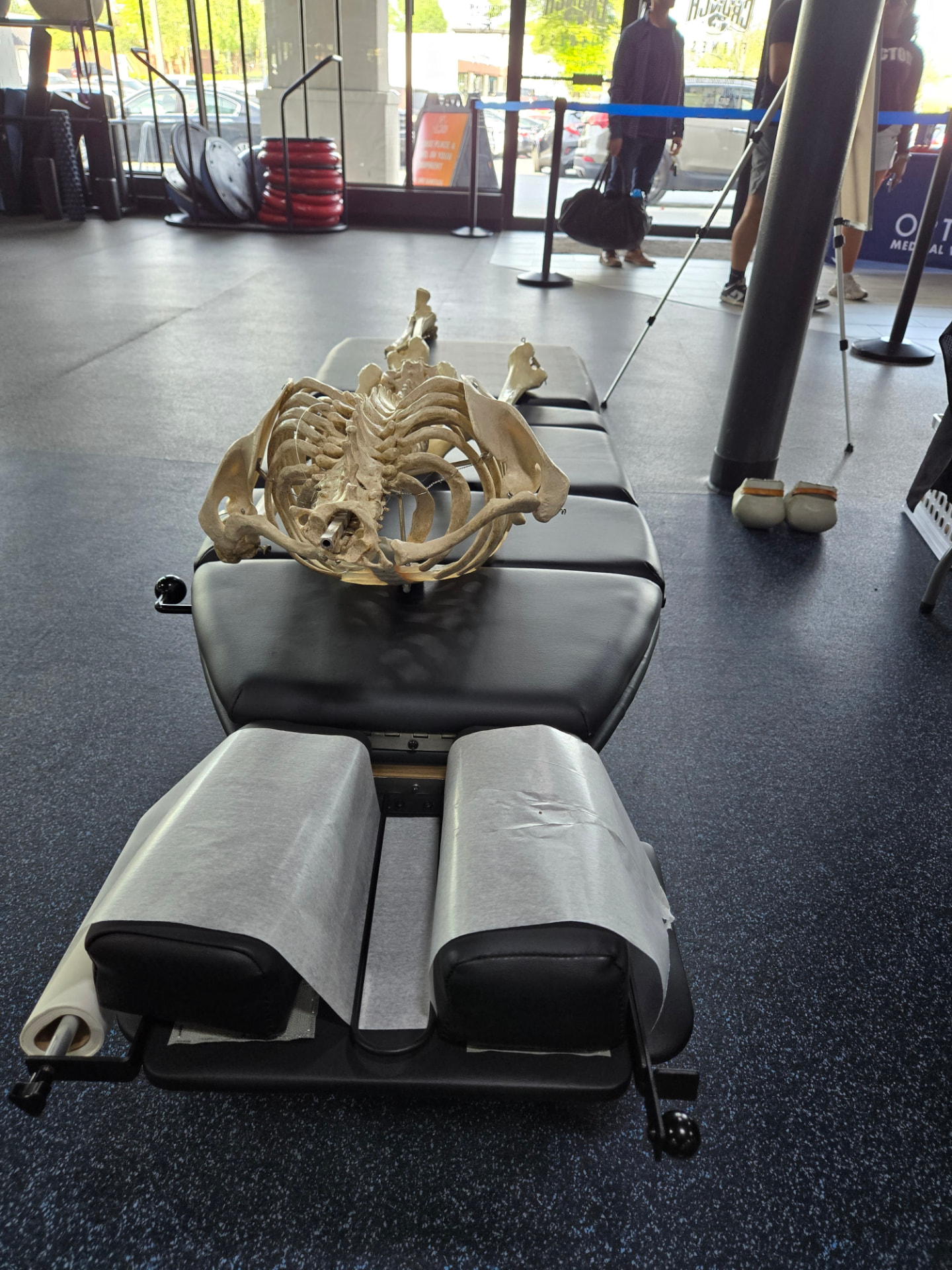 The mobile chiropractic table with an anatomical spine model